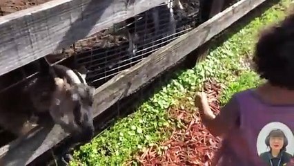 Oh My God!!! CUTEST BABY Crying Meet Animals At The Farm