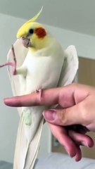 very very beautiful bird