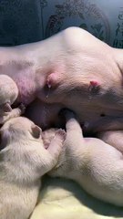 Milk comes in😗😗 mother is round and baby is square, everyone