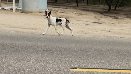Stray Dog Jumps Into Traffic—Just in Time for a Life-Saving Rescue