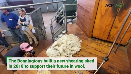 Curban shearing shed upgrade an investment in fleece future