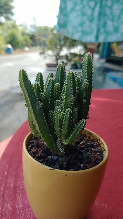 bonsai cactus