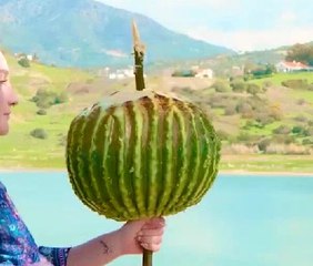 Cactus Beyond the Pot! Innovative Ways to Use It!