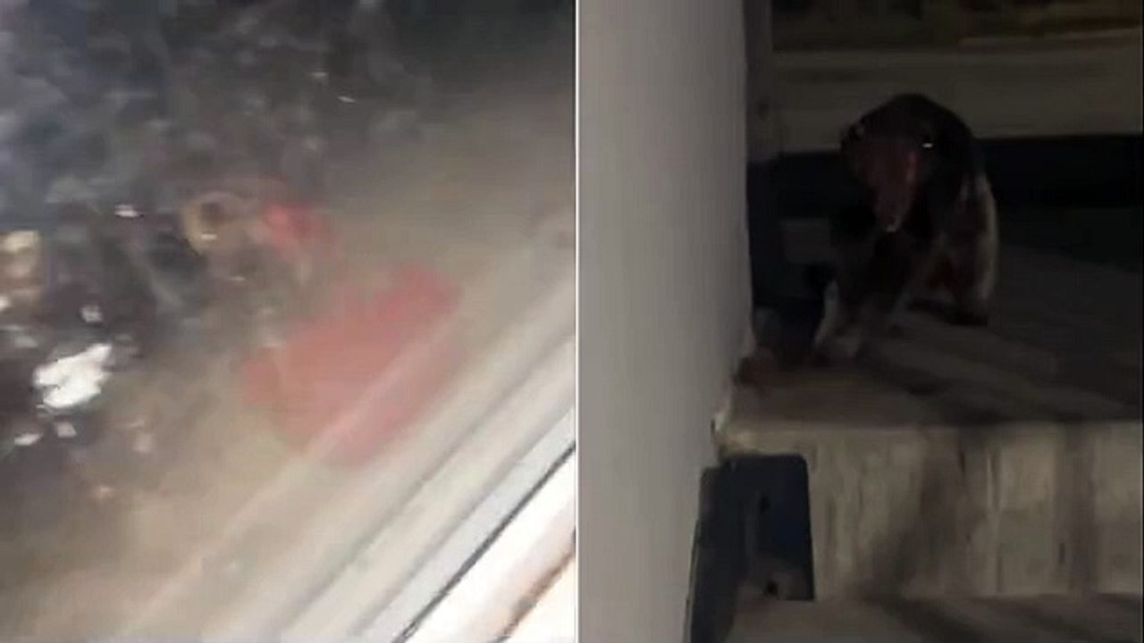 مخلوق غامض يشبه مخلوق 'تشوباكابرا' الأسطوري يثير الذعر في مدينة بويبلو الأمريكية (فيديو) -