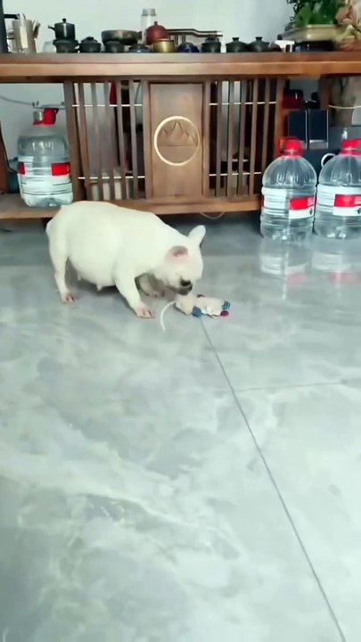 The pet dog at home started to sabotage again, this time with the hen.