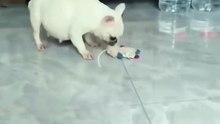 The pet dog at home started to sabotage again, this time with the hen.