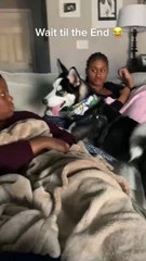 Funny huskies.#pet #dog #funnydog #funny #funnypet #funnyvideo #doglife #dogs #fyp #PetsOfTikTok #dogsoftiktok