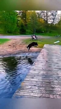 Dog accidentally falls into the water.#pet #dog #funnydog #funny #funnypet #funnyvideo #doglife #dogs #fyp #funnyvideos #PetsOfTikTok