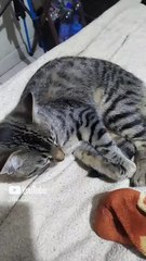 el gato chamaco run bien agusto descansando en la cama acostado durmiendo animales y mascotas felino