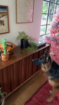 Dog vs Cactus.#pet #funnydog #dog #funny #funnypet #dogs #dogsoftiktok #PetsOfTikTok #doglife #funnyvideos