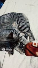 a estos tres gatos les gusta mucho estar durmiendo acostados en la cama descansando felinos peludos