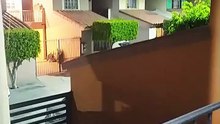 en una fría noche el gato panaca sale al balcón para disfrutar del clima en Tijuana animales