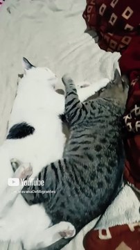 los gatitos están jugando acostados en la cama felinos peludos son amigos animales y mascotas