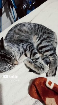 animales y mascotas felino peludo el gato chamacona acostado en la cama durmiendo descansando