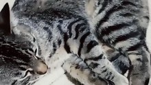 animales y mascotas felino peludo el gato chamacona acostado en la cama durmiendo descansando