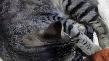 aquí les muestro los tres gatitos que están acostados descansando durmiendo en la cama animales