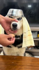 The pet dog is angry and helpless in the face of its owner's teasing.
