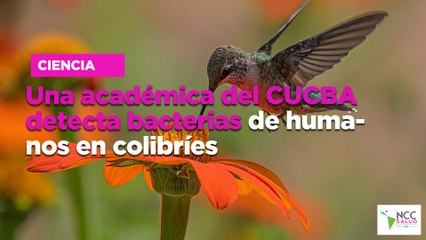 Una académica del CUCBA detecta bacterias de humanos en colibríes