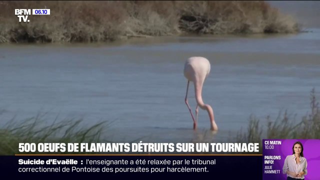 Le tribunal de Nîmes va rendre son jugement concernant la destruction de plus de 500 œufs de flamants roses sur le tournage du film Donne-moi des ailes en 2018