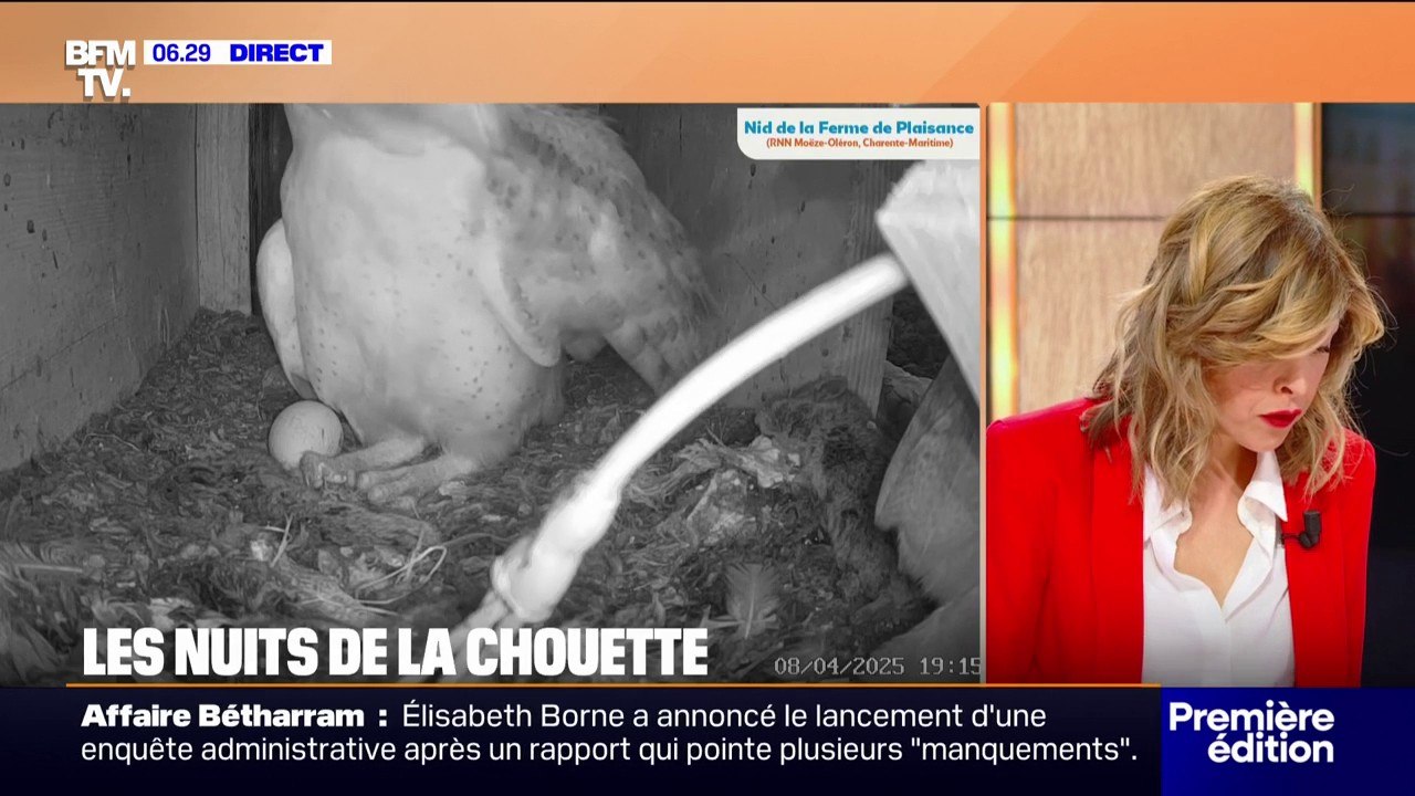 Les nuits de la chouette: cinq œufs continuent d'être couvés