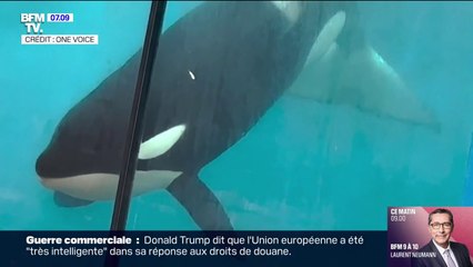 Marineland: les orques doivent rester à Antibes et ne peuvent pas rejoindre l'Espagne