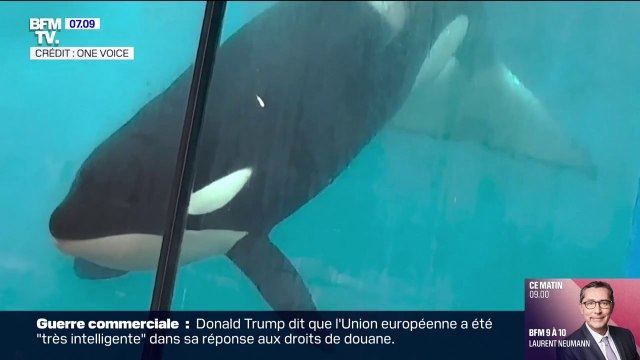 Marineland: les orques doivent rester à Antibes et ne peuvent pas rejoindre l'Espagne