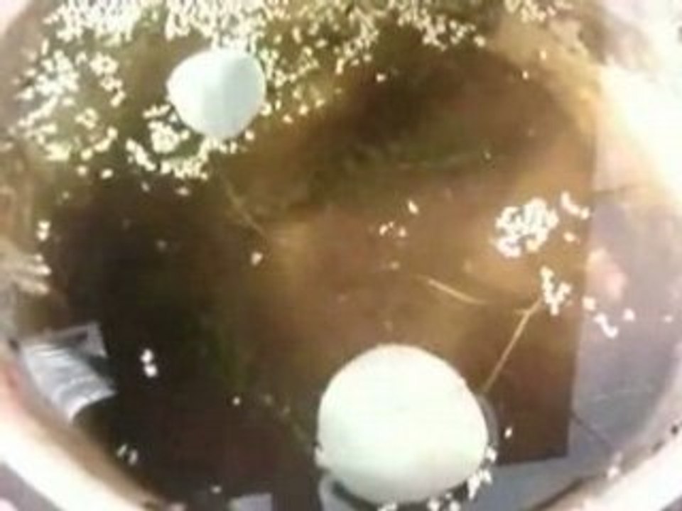 Lotus : l'effet bio-nano-technologique !