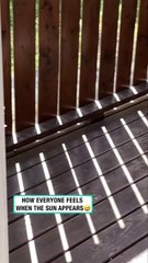 Cat relaxes sunbathing