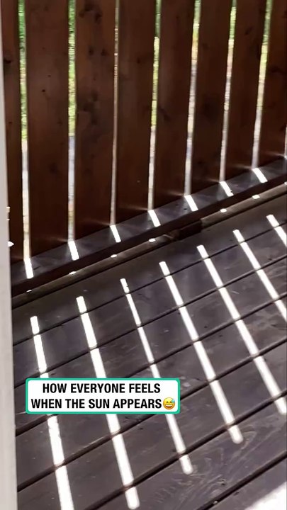 Cat relaxes sunbathing