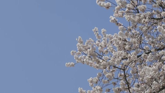 [날씨] 완연한 봄 날씨, '벚꽃 절정'...주말엔 태풍급 비바람 / YTN