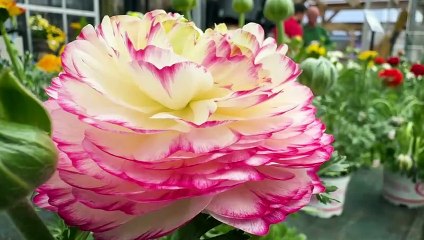 1/5 : vos fleurs d'avril avec Stéphane Schwarz