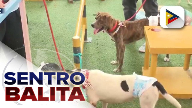 LTFRB, naglabas ng bagong patakaran tungkol sa pagsasakay ng mga alagang hayop sa pampublikong sasakyan