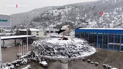 Ankara Kızılcahamam’da leylekler karın altında kaldı