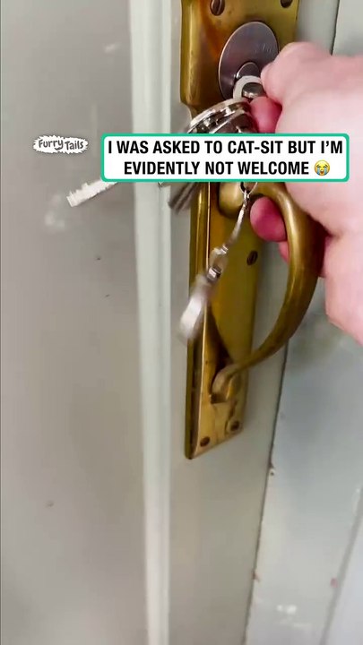 Cat-sitting isnt going well