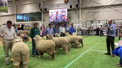 Sashing the 2025 Tom Culley champion at Sydney Royal