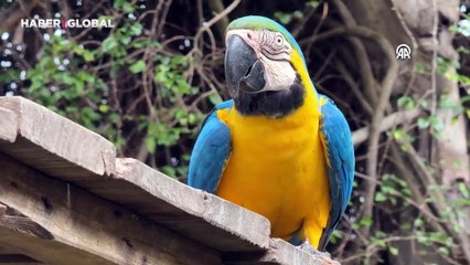 Kaçakçıların elinden kurtarılan Caninde makavları doğaya salındı