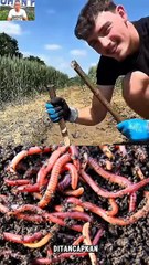 Teknik Unik Mengeluarkan Cacing dari Tanah