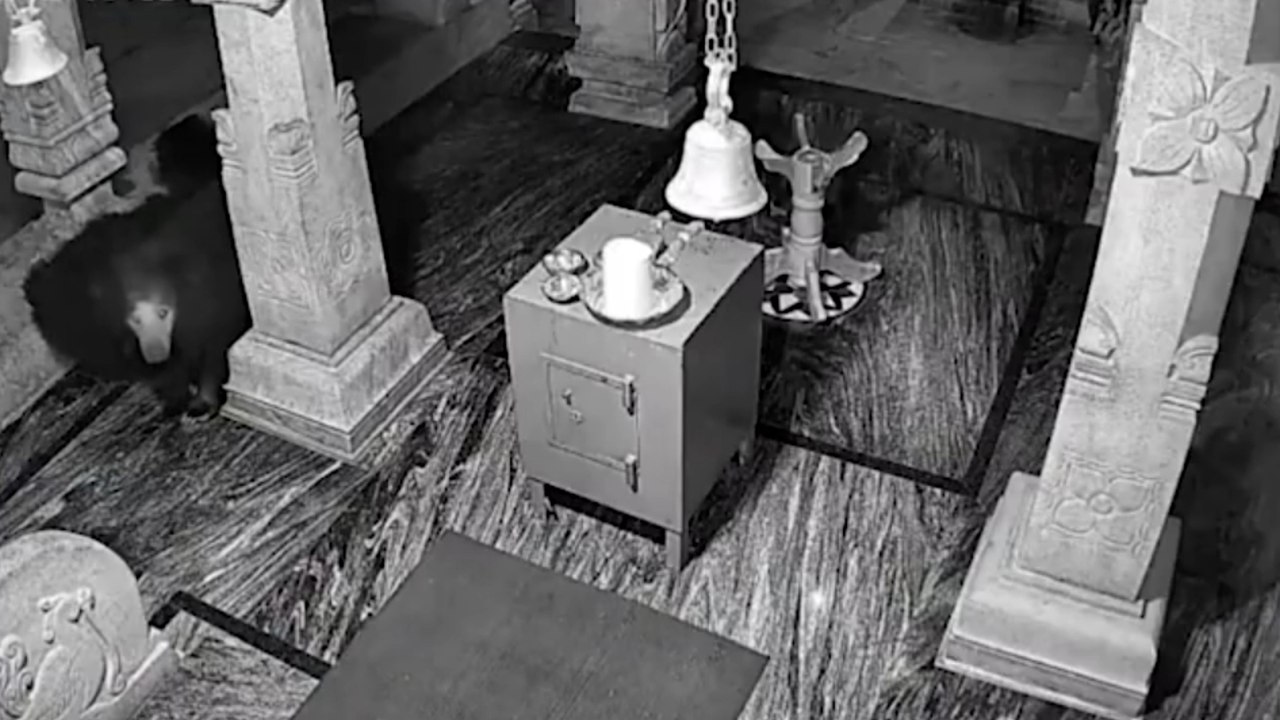 Drei hungrige Bären schleichen mitten in der Nacht auf der Suche nach Nahrung in den Tempel