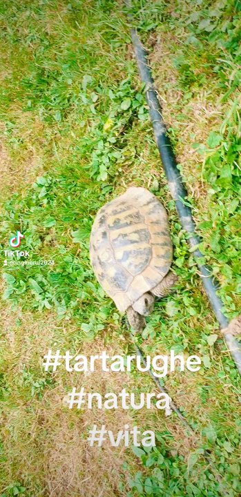 tartaruga