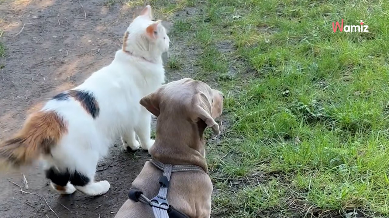 Elle emmène son chien en balade et découvre qu'elle a été suivie par une adorable boule de poils (Vidéo)
