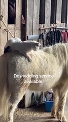 Cat Climbs Onto Horse's Back and Pulls Out His Hair With Her Mouth