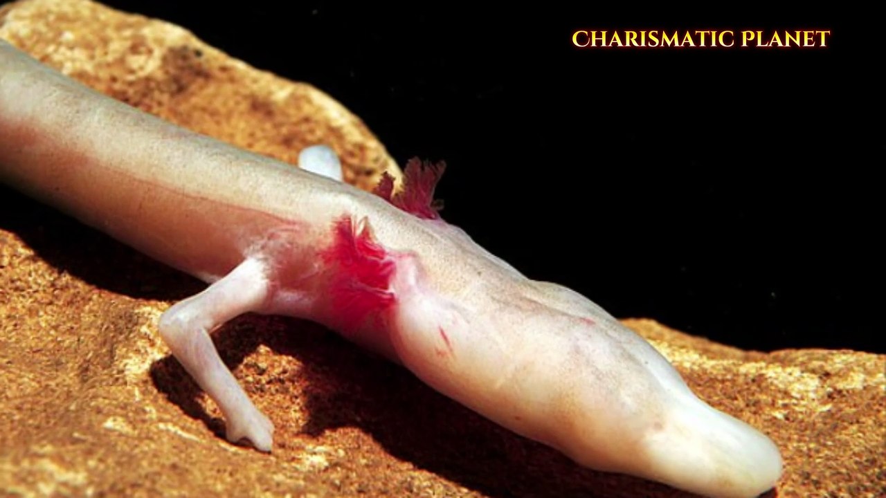 Eyeless Cave Salamander