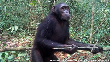 Rare footage catches chimpanzee poking at camera with a stick
