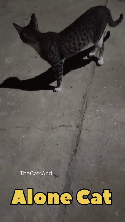 Is Cat Okay to be alone | Can a solo cat be happy | #cat #alone #happy #foryou