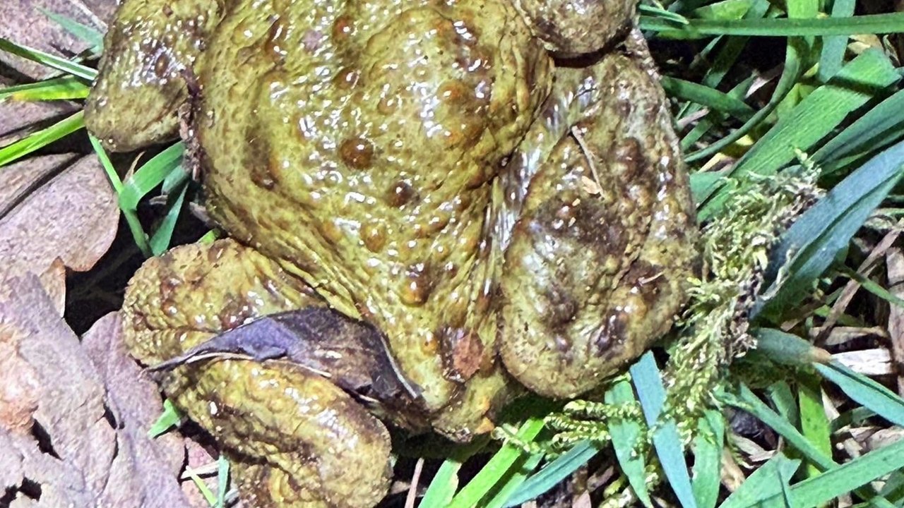 Toad Watch 2025