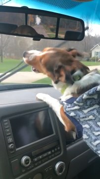 Dog Whines at Moving Windshield Wipers