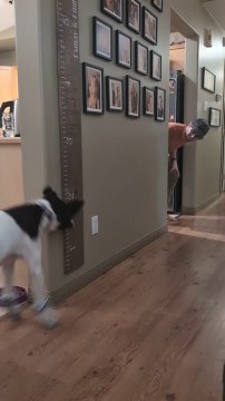 Dog Playfully Chases Man While Wearing His Socks