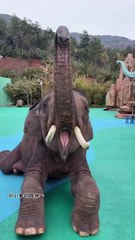 Elephant eating papaya