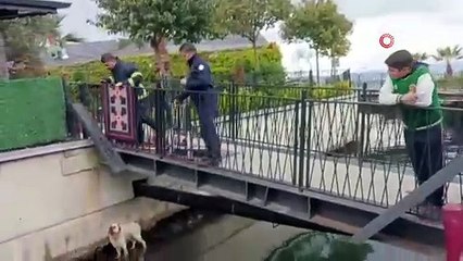 Su kanalına düşen köpek kurtarıldı