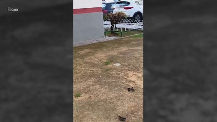 Las ratas siguen presentes en los barrios de Sevilla